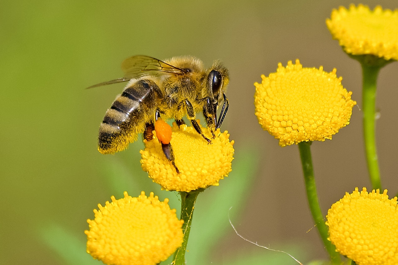 ogrod dla pszczol